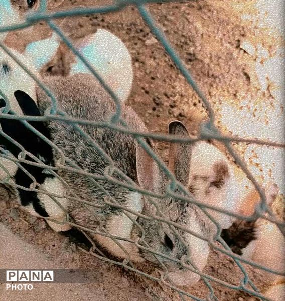 بازدید خبرنگاران پانا جلگه رخ از تربت حیدریه و آشنایی با میراث تاریخی و طبیعی 