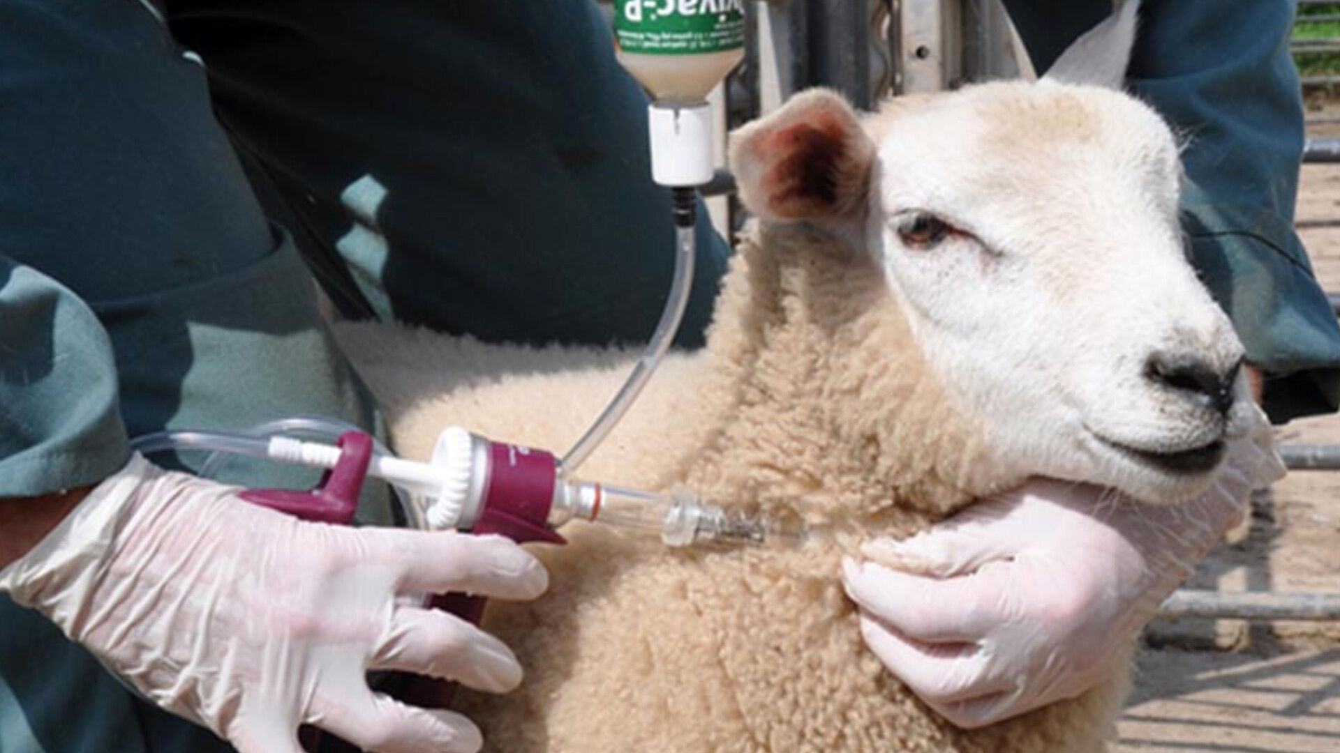 واکسیناسیون رایگان دام‌ها علیه تب برفکی از شهریورماه در استان لرستان