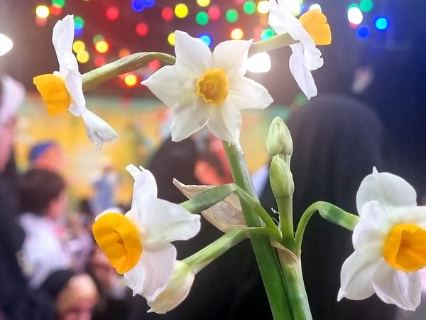 جشن بزرگ نیمه شعبان به همت هیات شباب الرضا در مشهد