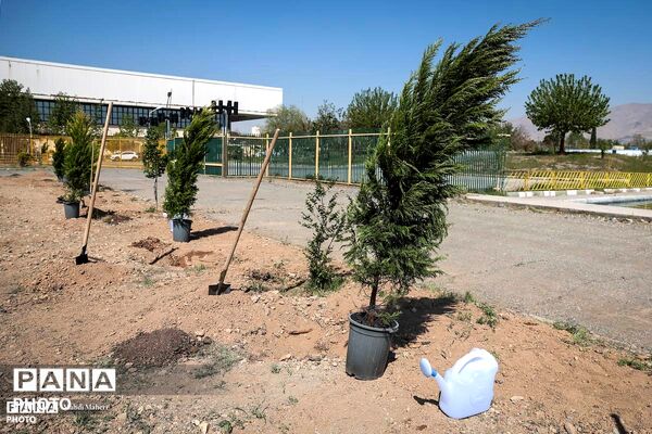 پویش «درخت‌‎کاری سرو ایران»