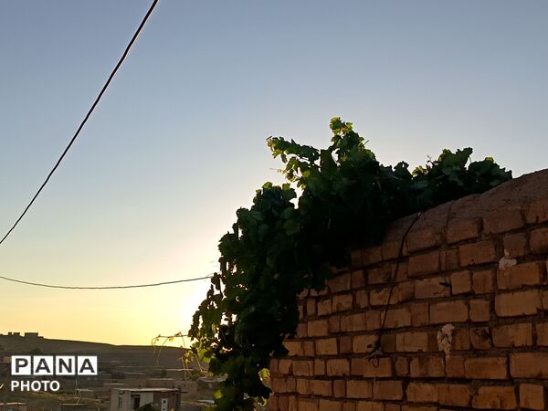 دیار برزنون،کوچه هایی آکنده از عطر بهار