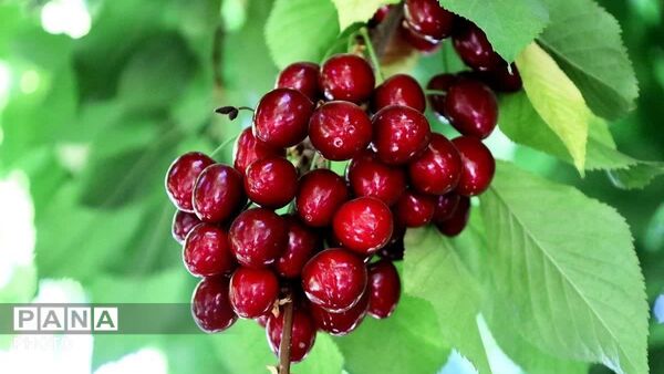 برداشت نوبرانه آلبالو و گیلاس در دزک آغاز شد