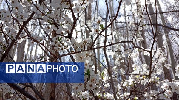 آوای گوش‌نواز بهار در طبیعت شهرستان‌بن