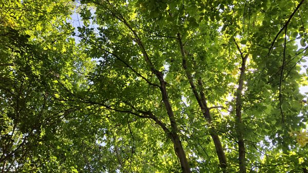 مارکده، سرزمین طلایی بادام و گردو؛ گنجینه‌ای از طعم و سنت در دل سامان