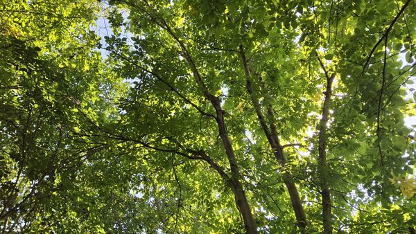 مارکده، سرزمین طلایی بادام و گردو؛ گنجینه‌ای از طعم و سنت در دل سامان