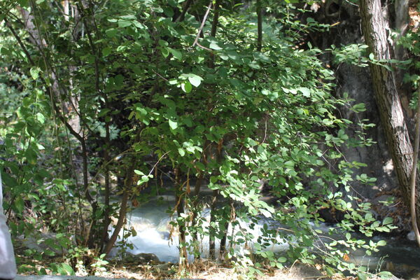 روستای کریک، ماسوله جنوب