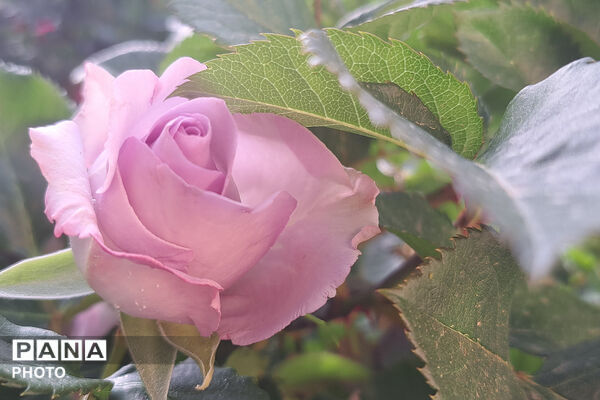 گل‌های زیبای بهاری