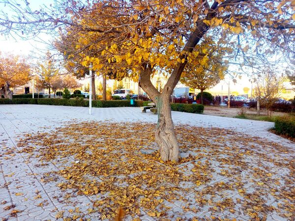 طبیعت زیبای کاشمر در پاییز