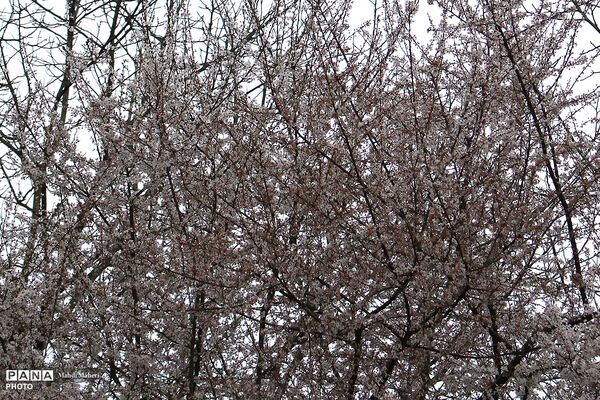 شکوفه‌های بهاری 