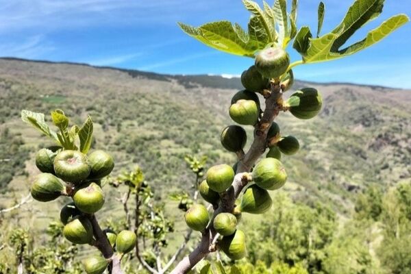 انجیر کوهی در دل کوه های اردل