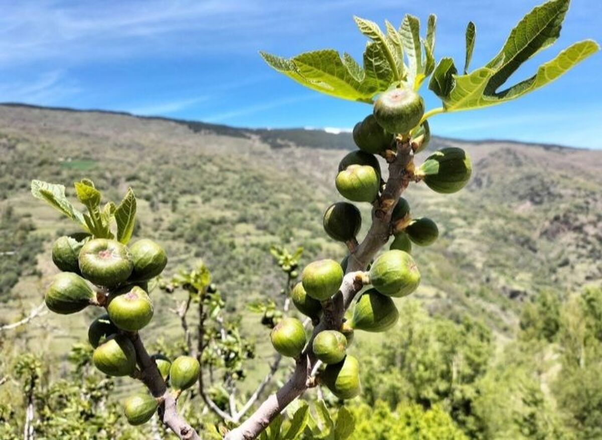 انجیر کوهی در دل کوه های اردل