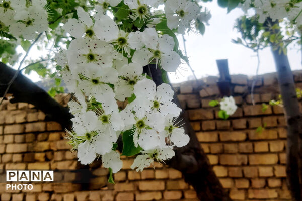 طبیعت روستای بیدله به هنگام بهار