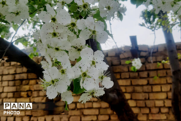 طبیعت روستای بیدله به هنگام بهار
