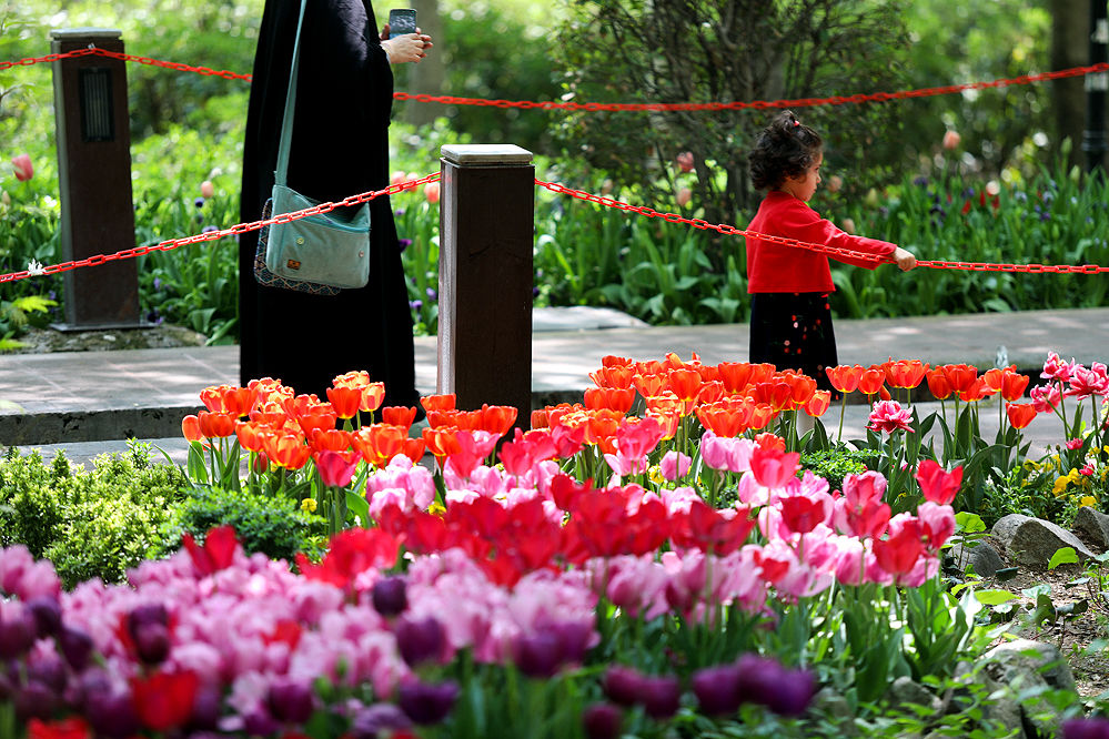تکذیب قطع درختان در بوستان لاله تهران

