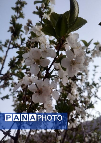 باران بهاری؛ ملودی زندگی در بستر طبیعت