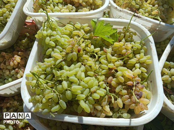 انگوربازکنی؛ روایت شیرین یک سنت دیرینه در کاشمر  
