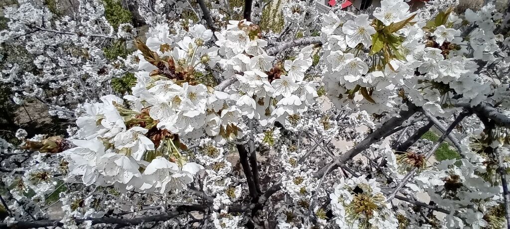 شکوفه‌های بهاری در شهرستان سملقان