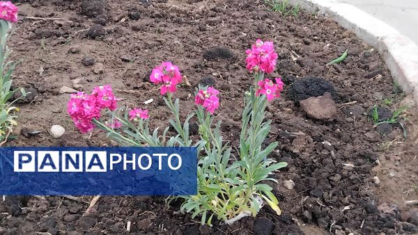 گل‌ها و درختان در شکوفایی