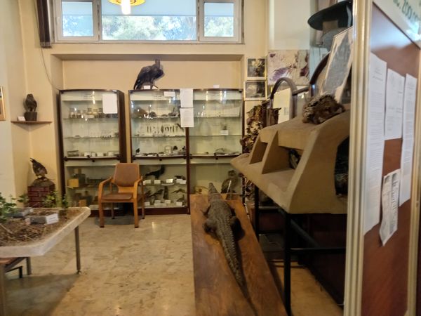 کنجکاوی پانایی ها در کشف اسرار کشاورزی و دامپروری 