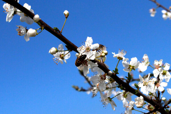 شکوفه‌های بهاری