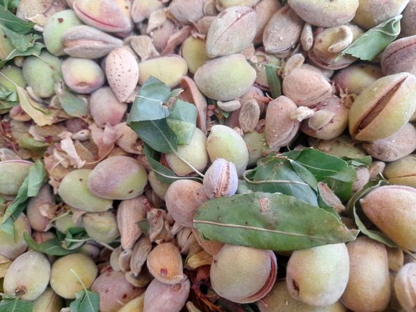 مارکده، سرزمین طلایی بادام و گردو؛ گنجینه‌ای از طعم و سنت در دل سامان