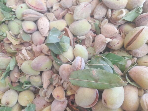مارکده، سرزمین طلایی بادام و گردو؛ گنجینه‌ای از طعم و سنت در دل سامان