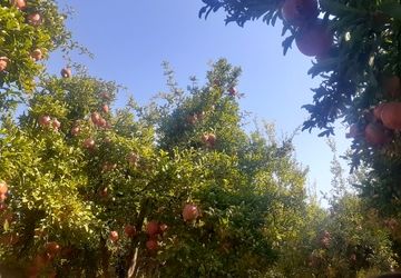 انارهای سرخ سیاب، لبخند پاییز لرستان