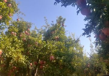 انارهای سرخ سیاب، لبخند پاییز لرستان