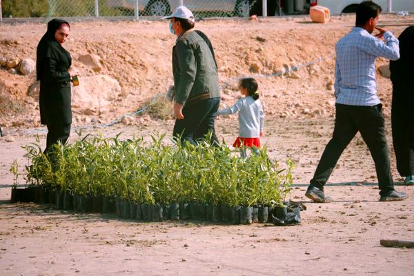 ۲۵۰۰‌ اصله‌ نهال‌حرا‌ در‌ بندرخمیر‌ کاشته‌ شد