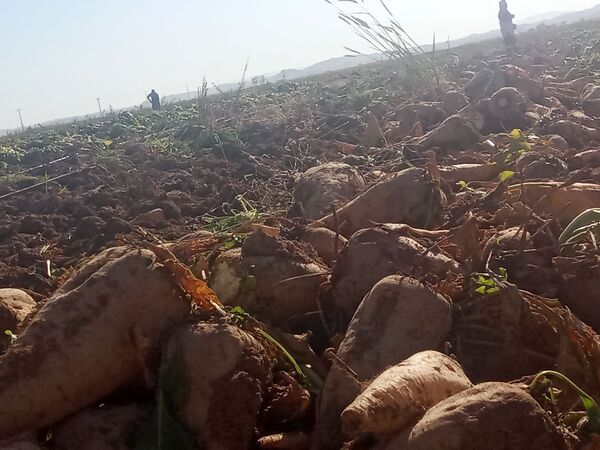 برداشت چغندر قند از مزارع دشت گل آغاز شد