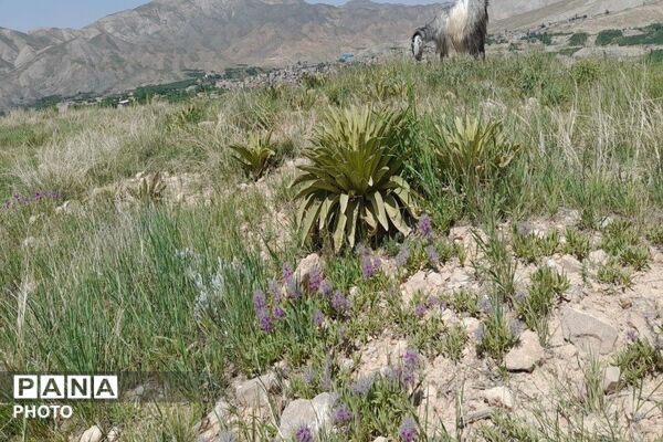 آلبوم تصویری از طبیعت زیبای شهر بار در اردیبهشت‌ماه  ۱۴۰۵ـ۲