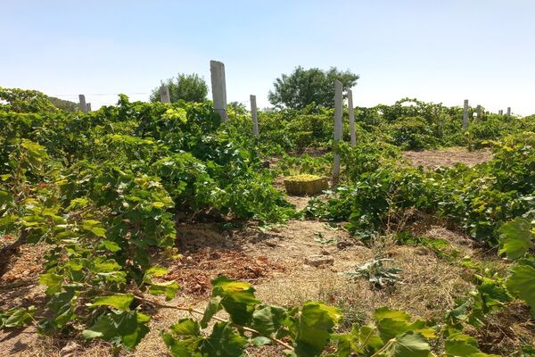آغاز فصل برداشت انگور از باغات روستای گزکوه فاروج