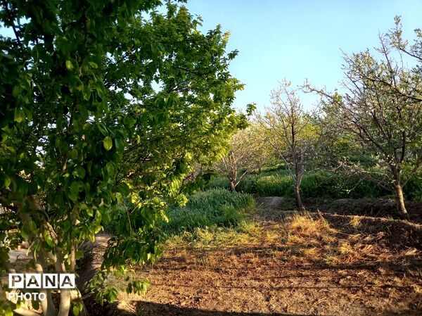 رویش شکوفه ها در روستای فرخ آباد