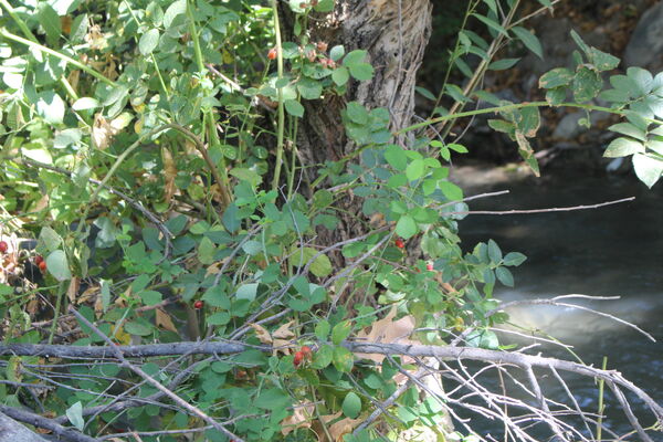 روستای کریک، ماسوله جنوب