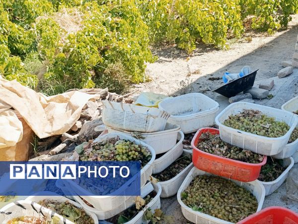 خسارت چند میلیارد تومانی چاه‌های موتور به باغات انگور