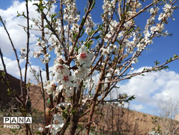شکوفه دادن درختان روستای فیروزه