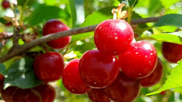 میوه‌های خوش‌رنگ و لعاب بهاری در روستای مارکده