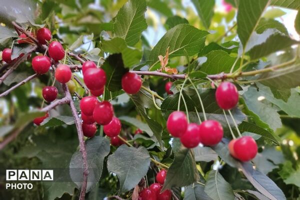 فصل چیدن یاقوت های چشم نواز در شهر بار نیشابور-۱