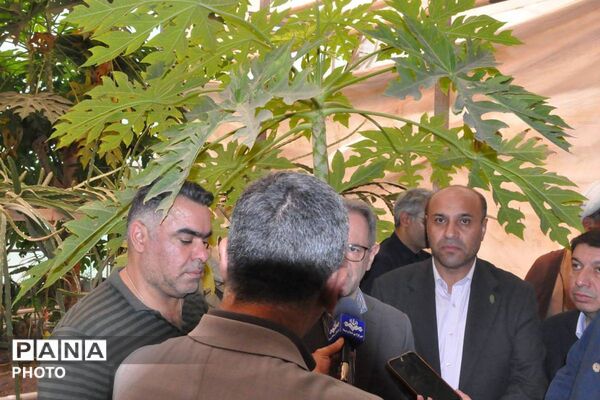 بازدید فرماندار ورامین و معاون گردشگری وزارت میراث از مزارع استوایی پاپایا در شهرستان ورامین 