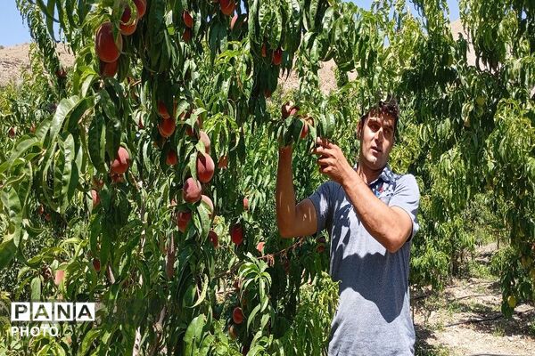 طعم شیرین تابستان در شهربار نیشابور