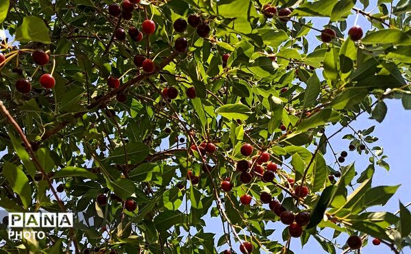 تضادِ سرخ و سبز؛ درنگی در باغ
