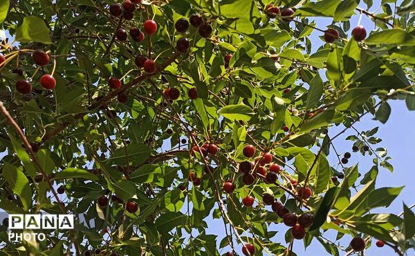 تضادِ سرخ و سبز؛ درنگی در باغ