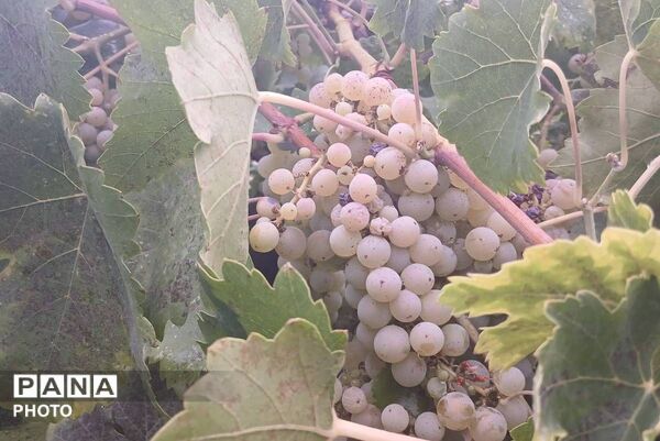 باران شدید در روستای مرزی قَتلیش