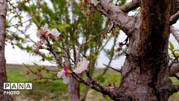 شاخه های درختان فتح آباد،ترانه‌ی شکفتن سرودند