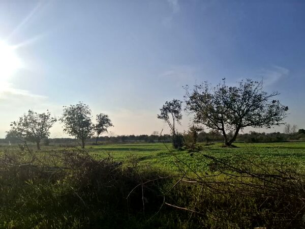 جنگل‌های هیرکانی کردکوی