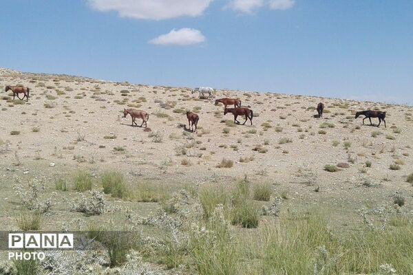 ارتفاعات شهر بار ذخیره‌گاه گیاهان دارویی کمیاب-۱