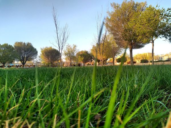 فصل بهار؛ آغاز پادشاهی سبزه و گل‌ها بر شهرستان بروجن
