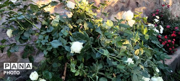  زیبایی های طبیعت باغ های روستای صومعه 