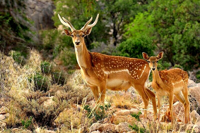 نمونه‌گیری ژنتیک از گونه‌های محدود جانوری کاری سخت و مشکل است
