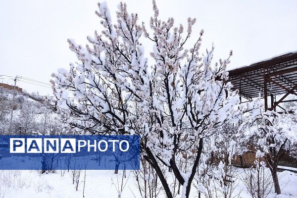 آلبوم تصویری از برف در طبیعت شهر بار 